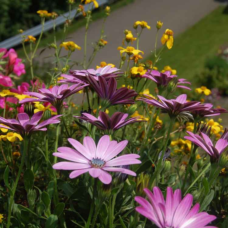 Blumen auf Balkon 1