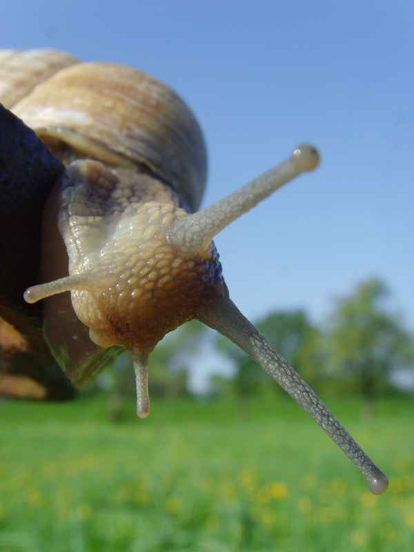 Technikbegeisterte Weinbergschnecke seilt sich ab...