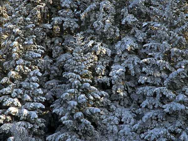 Winterwald Nr. 1