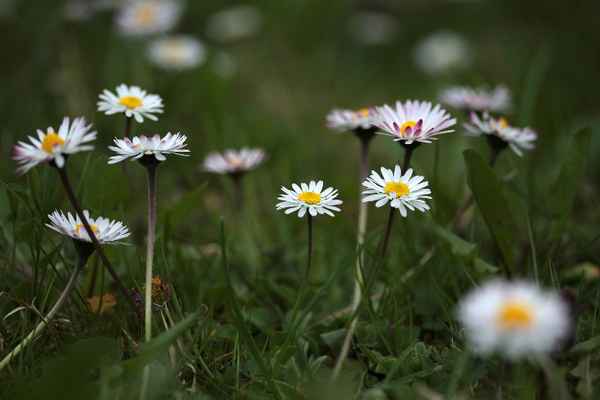 Gänseblümchen