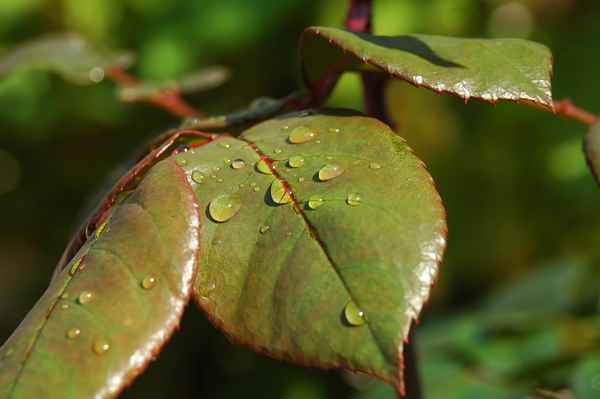 Tropfen auf Blatt II