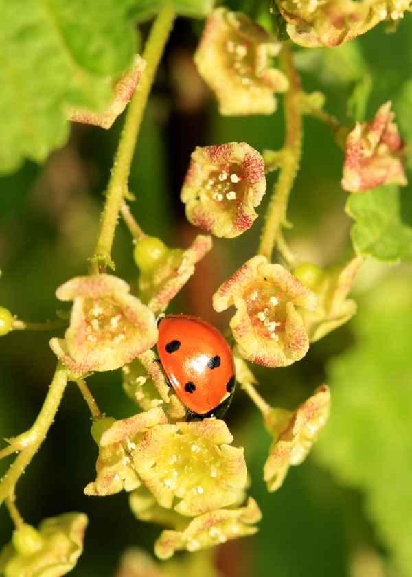 frühjahrsputz auf roten johannisbeeren