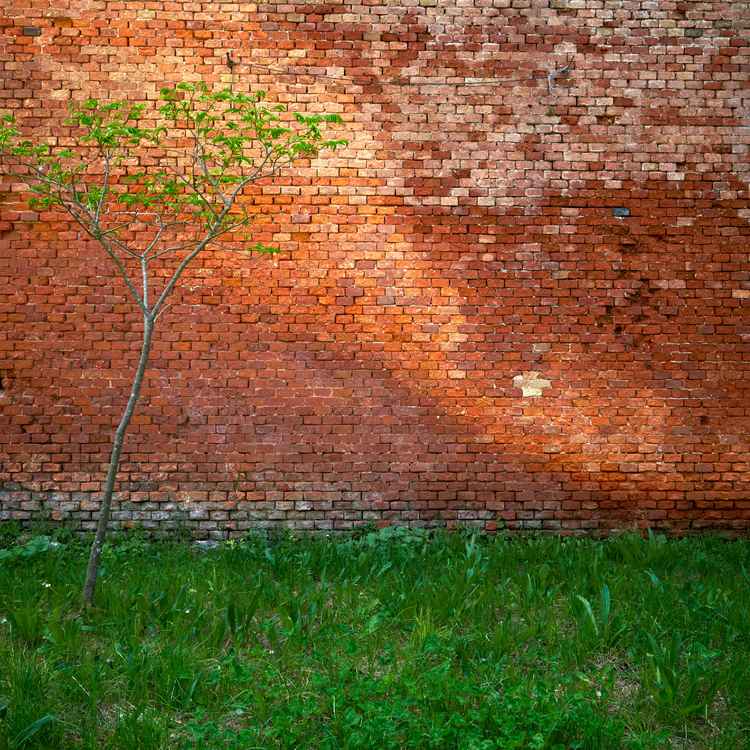 Früh streckt sich, was ein Baum werden will