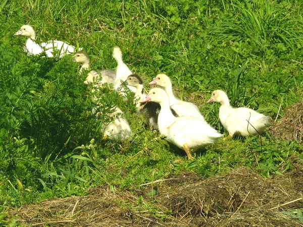 flauschige Truppe