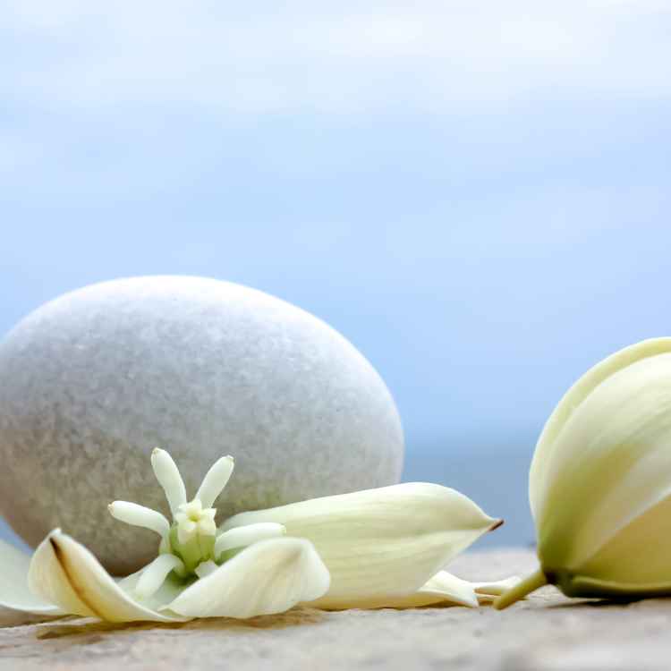 Yucca Blüten und rundes Steinchen