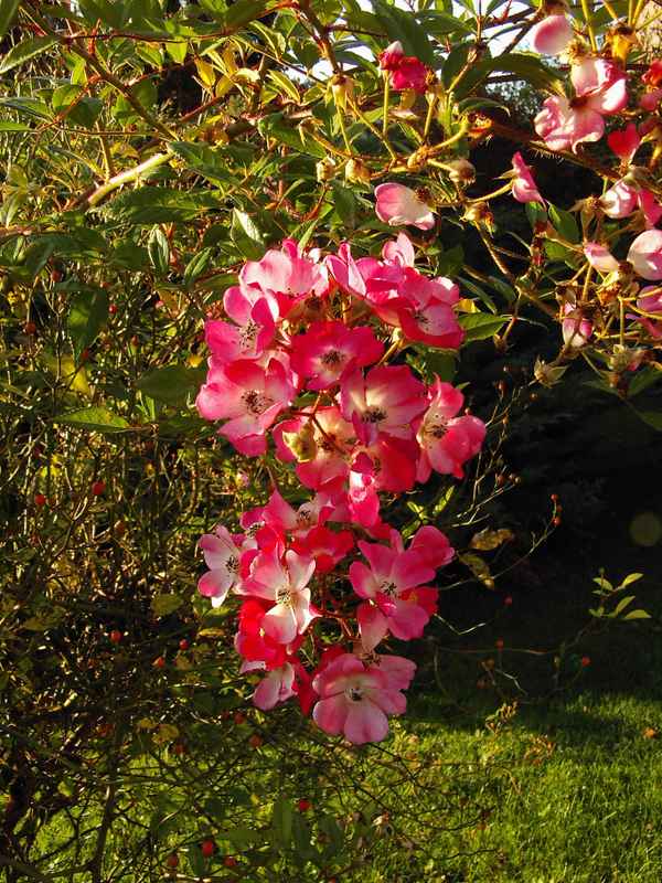 leuchtende Farben im Herbst