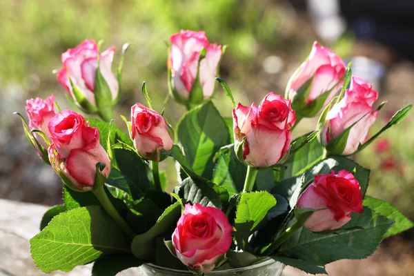 Rosen in der Mittagssonne