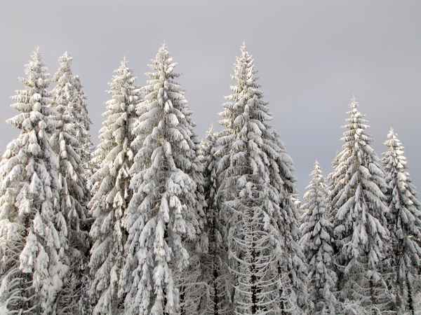 Schneetannen im Morgenlicht