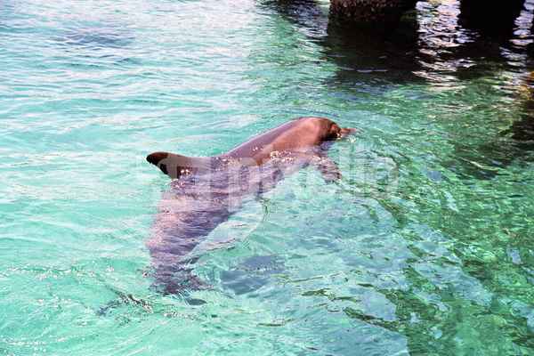 Ein Delfin zum streicheln