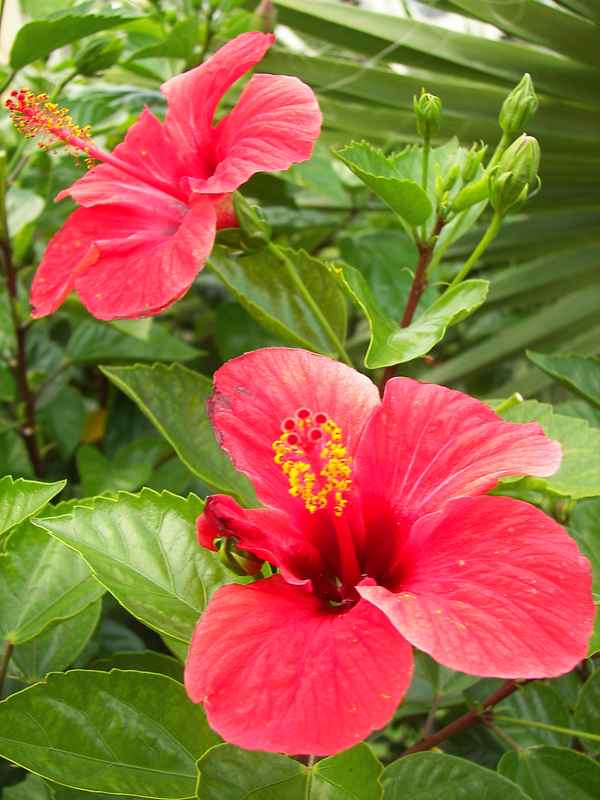 Hibiskus