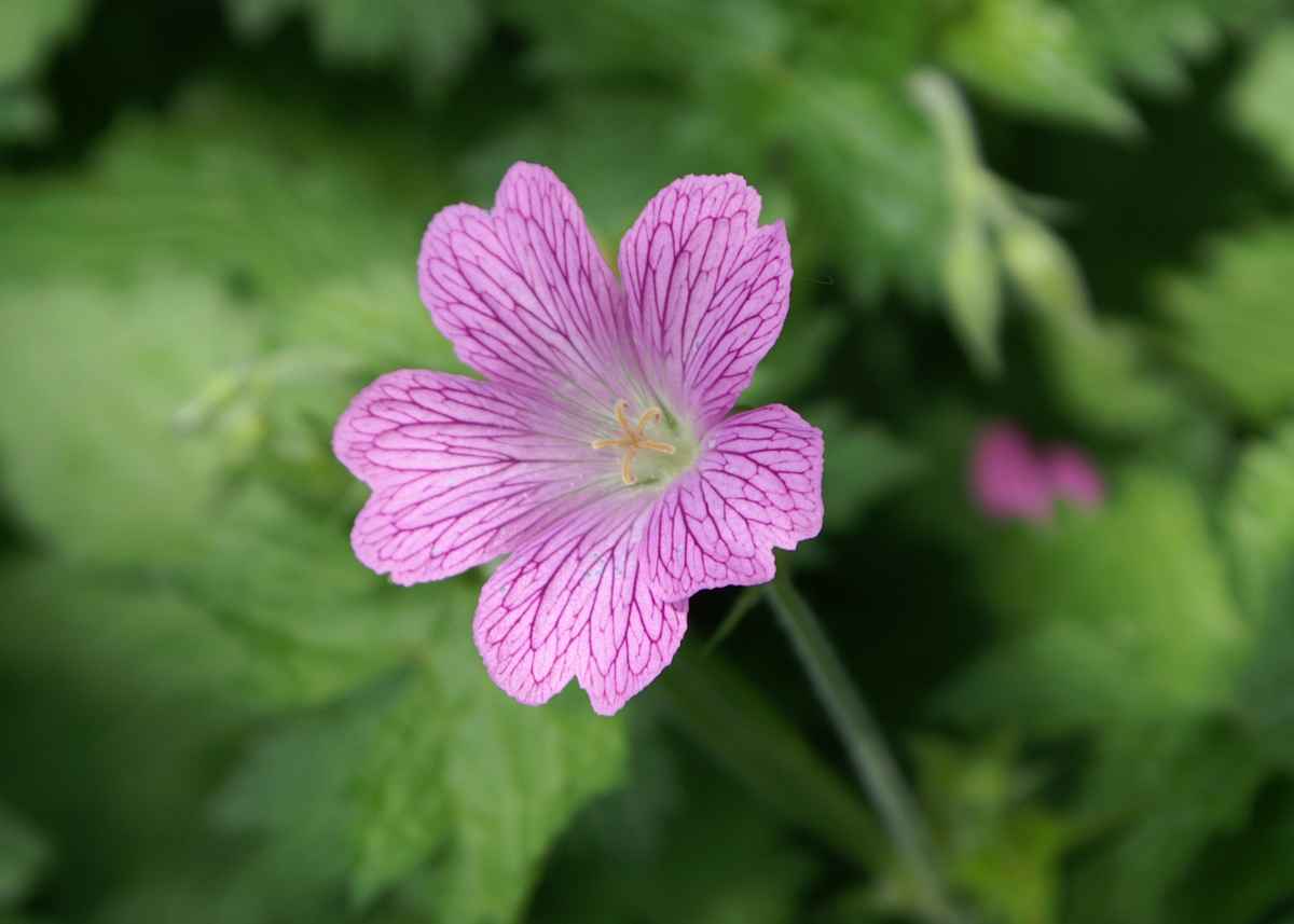 Storchschnabelblüte