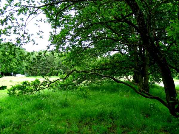 Eiche