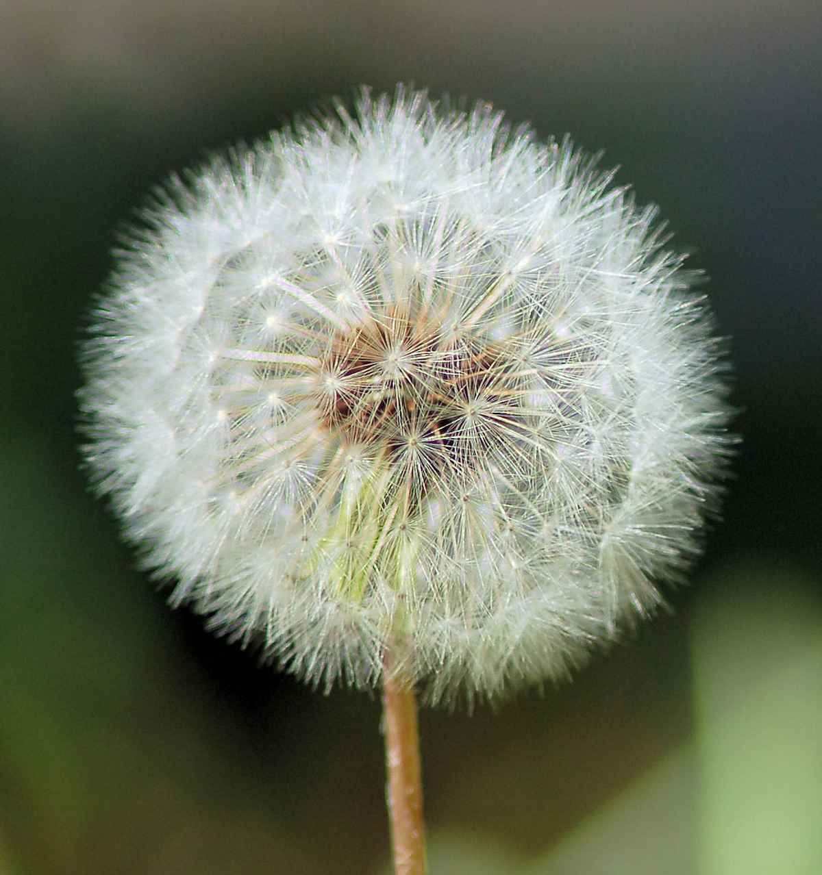 schlicht und einfach "Pusteblume"
