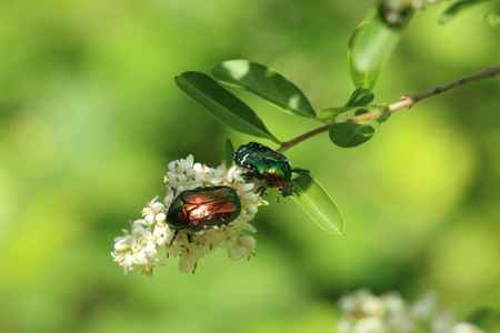 Schillernde Rosenkäfer