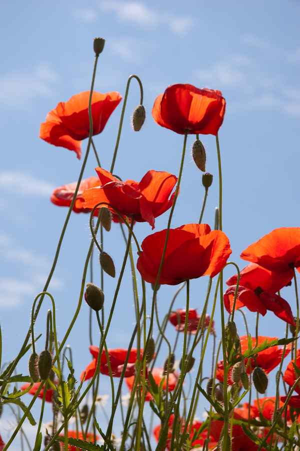 Mohnblüten
