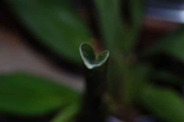 vor der entfaltung fünf