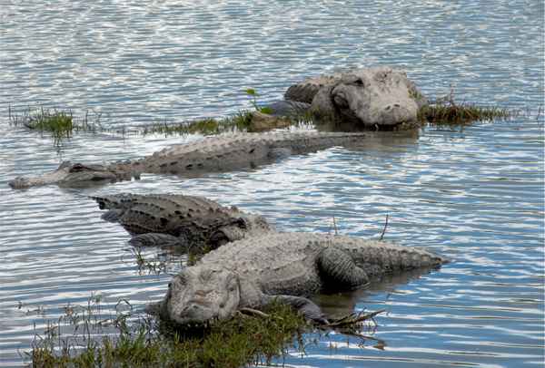 Everglades - Familienausflug