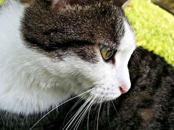 Meine Katze