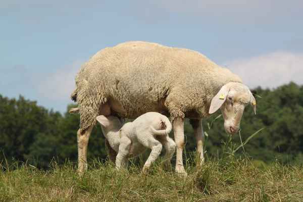 Schaf mit Lamm