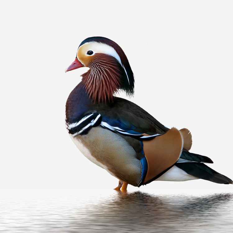 Mandarinente
