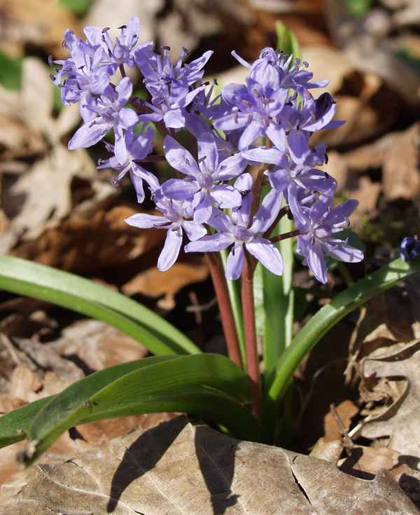 Scilla