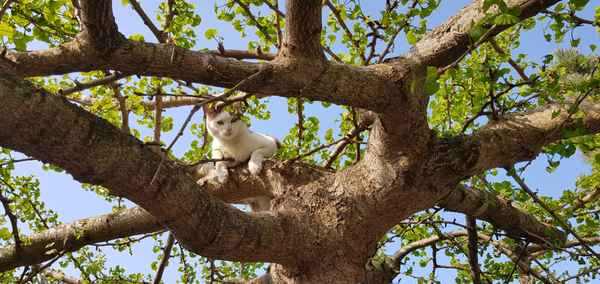 Katze im Ginko