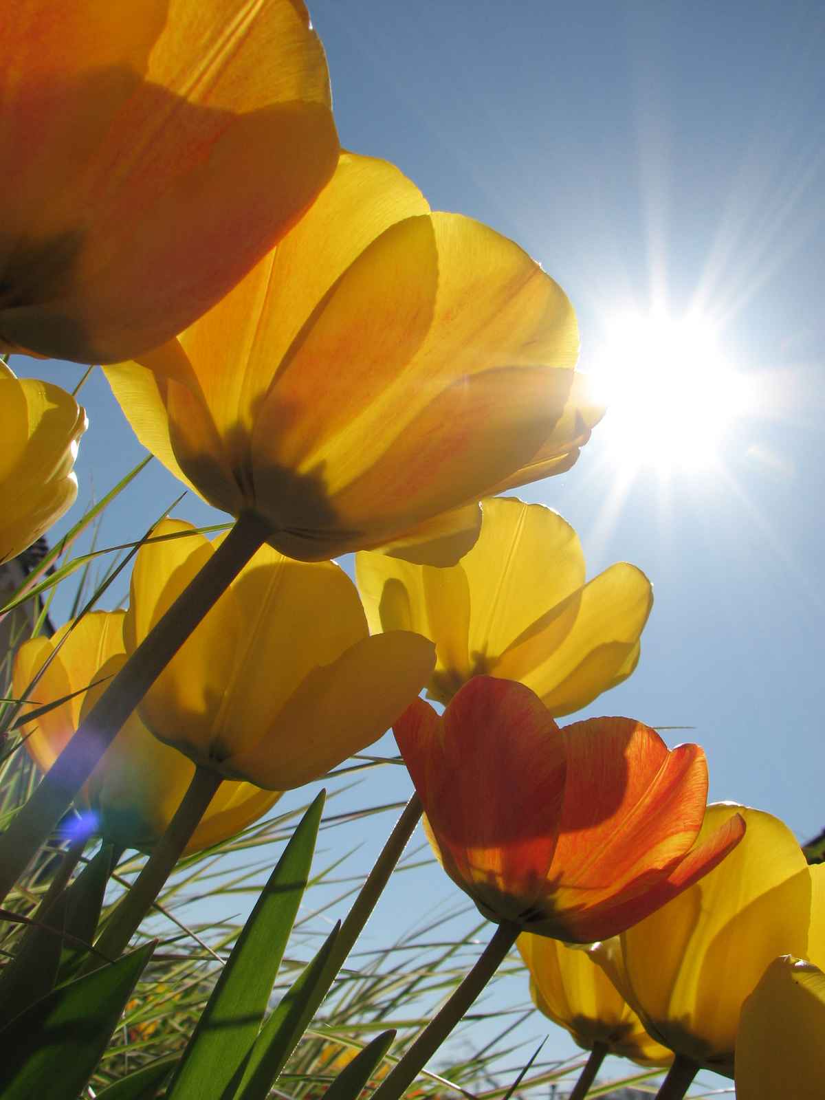 Frühlingserwachen
