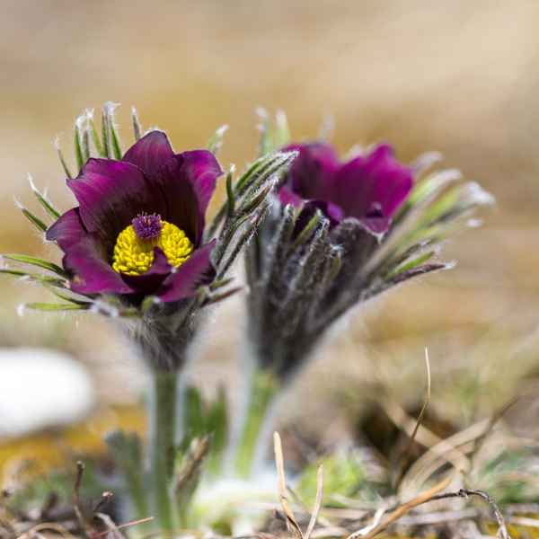 Pulsatilla (2)