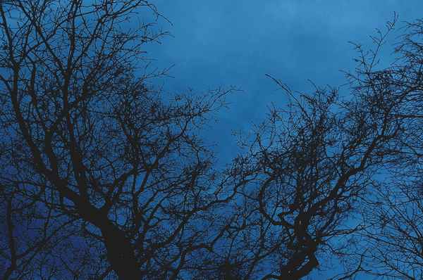 Blaue Stunde im Wald