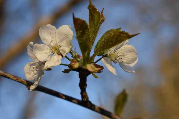 Kirschblüte mit grüne Blätter