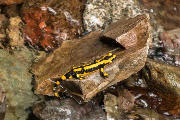 Feuersalamander
