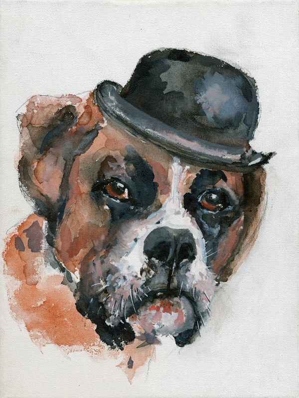Boxer MAX der Schwerenöter