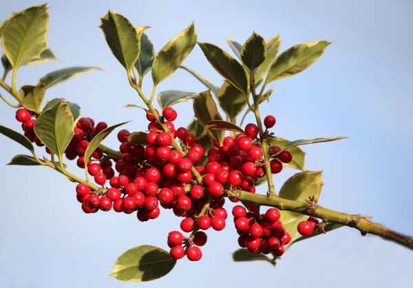 stechpalmenzweig...ilex