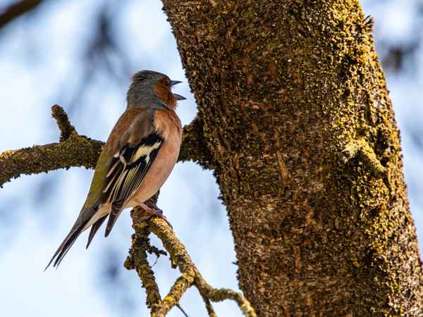 Ich sing dir ein Lied_2