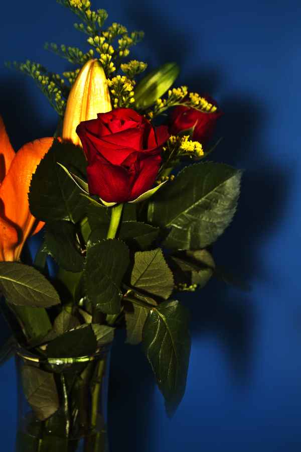 rose