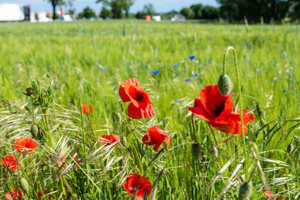 Farbenfrohe Natur