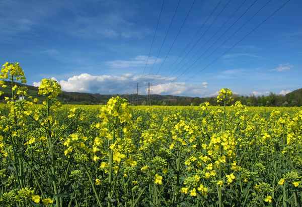 Raps, Raps, Raps und nochmals Raps