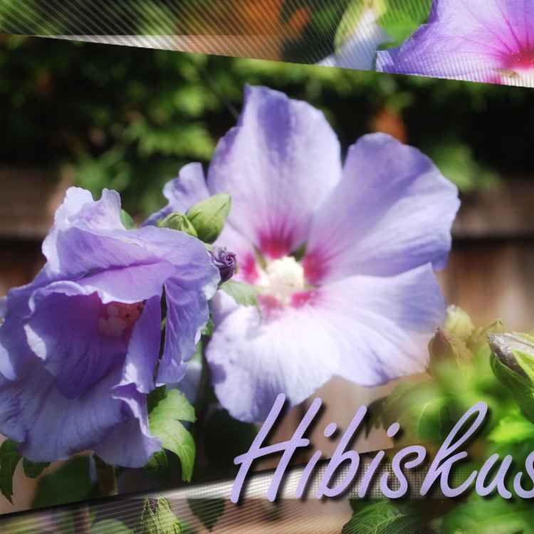 Hibiskus-Glamor