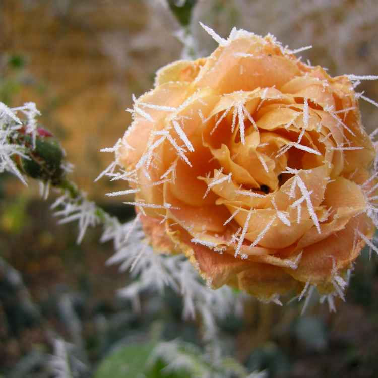 Rose in eisiger Umgebung
