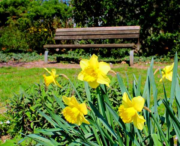 DIE BANK IM PARK