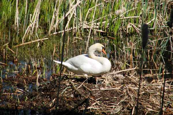 brütender Schwan #3