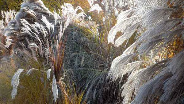 Gräser im Herbst