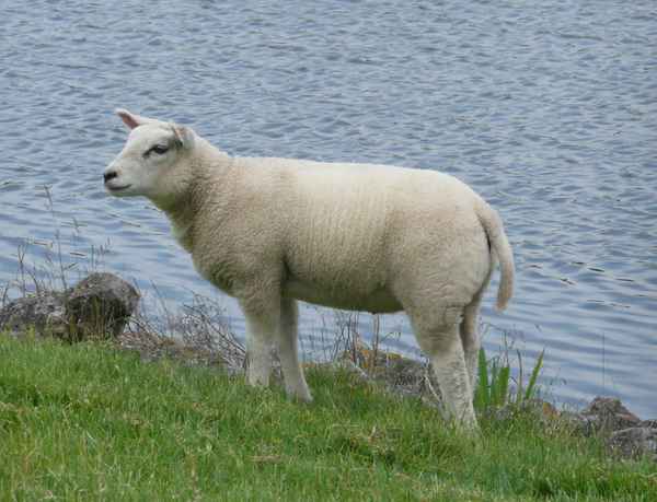 Lamm