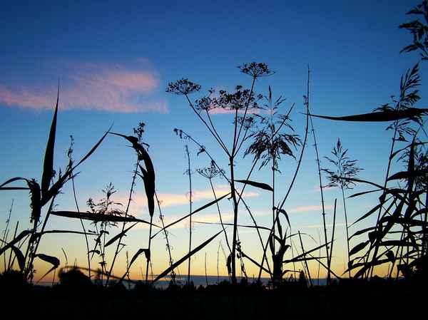 Gräser im Abendlicht