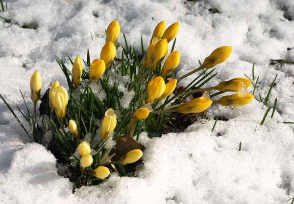 Winterkapriolen_1