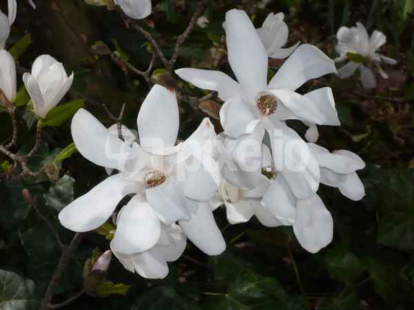Blätter u. Blumen