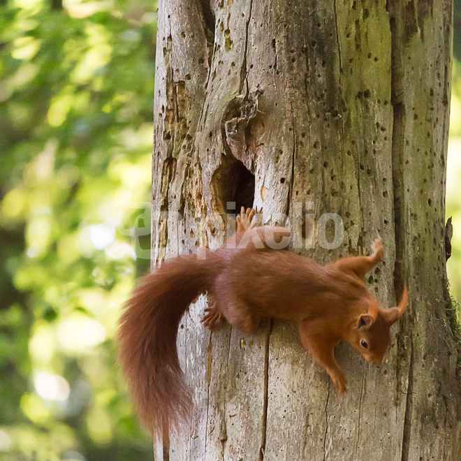 Eichh&ouml;rnchen klettert aus dem Kobel
