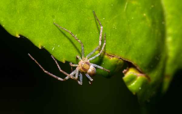 Spinne auf Futtersuche