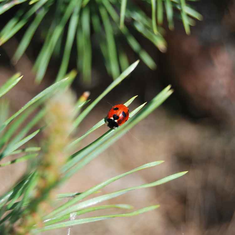kleines Moudschekiebchen
