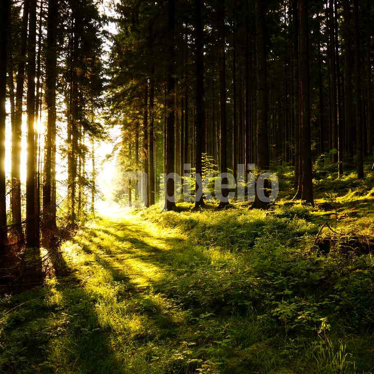 Morgensonne im Nadelwald